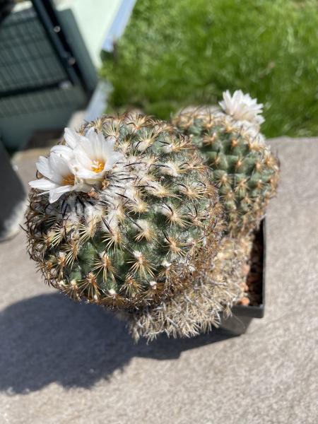 Gymnocactus ysabelae